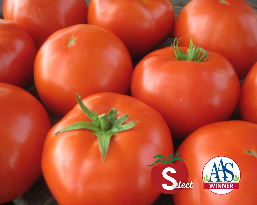 Bulk: Mountain Merit Hybrid Tomato Seeds