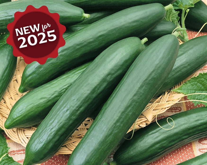 Tendergreen Burpless Cucumber Seeds