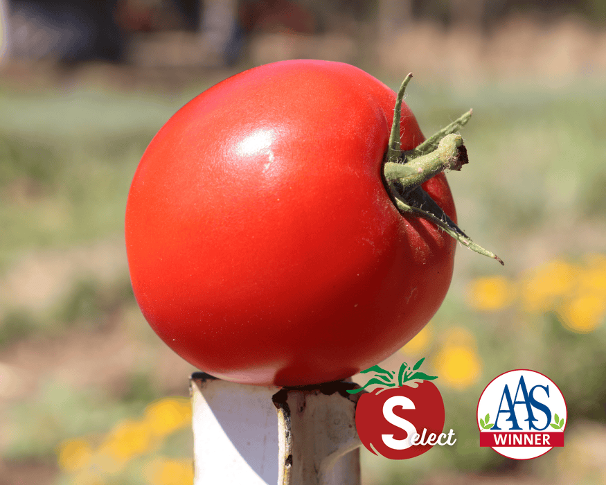 Bulk: Big Beef Hybrid Tomato Seeds