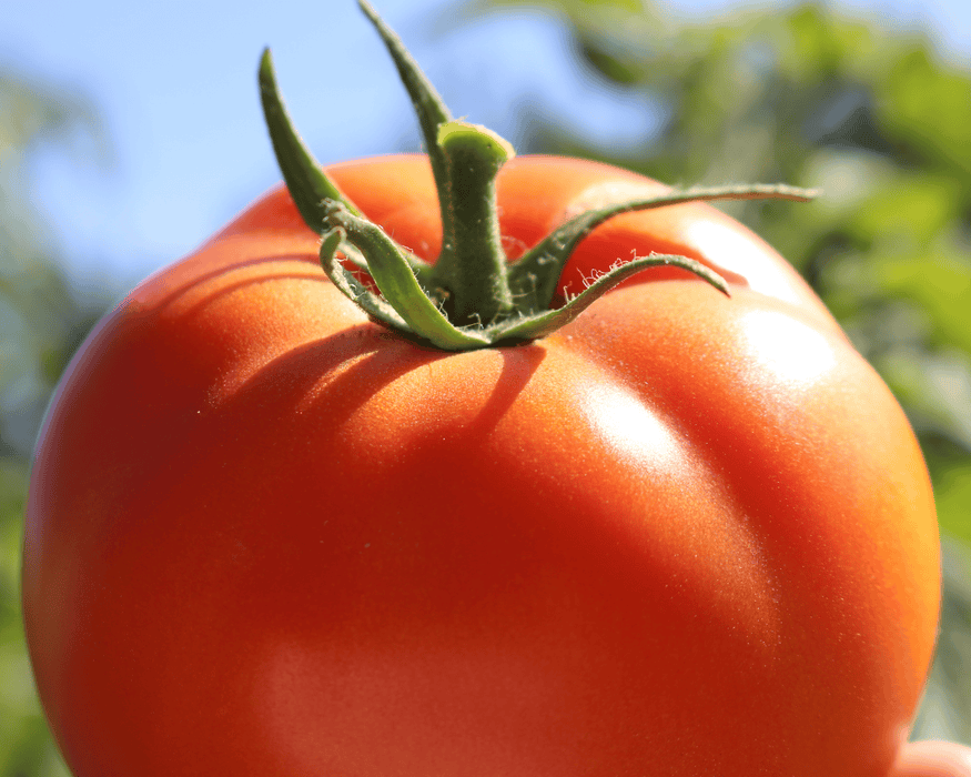 Bulk: Big Beef Hybrid Tomato Seeds