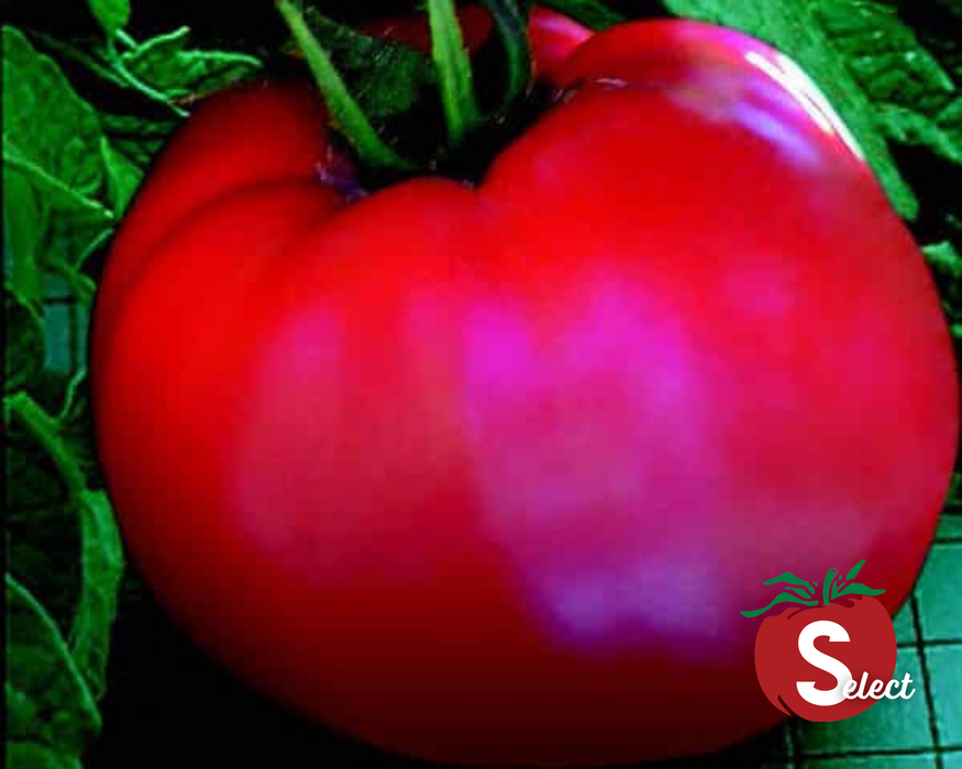 Bulk: Goliath Original Hybrid Tomato Seeds