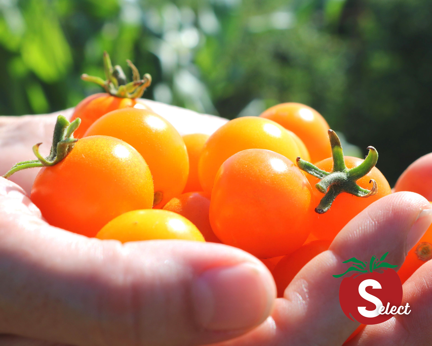 Bulk: Sun Sugar Hybrid Tomato Seeds