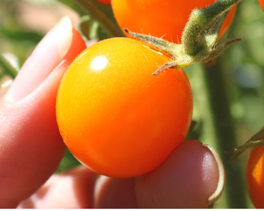 Bulk: Sun Sugar Hybrid Tomato Seeds