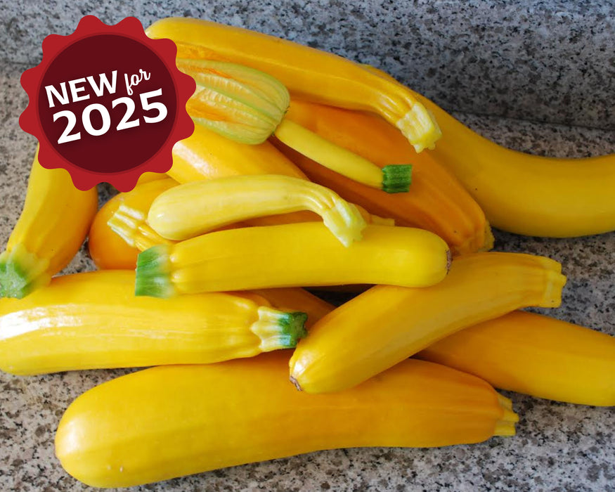 Bulk: Golden Zucchini Seeds