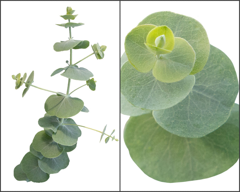 eucalyptus plant seeds Silver Dollar Eucalyptus Cinerea Seeds