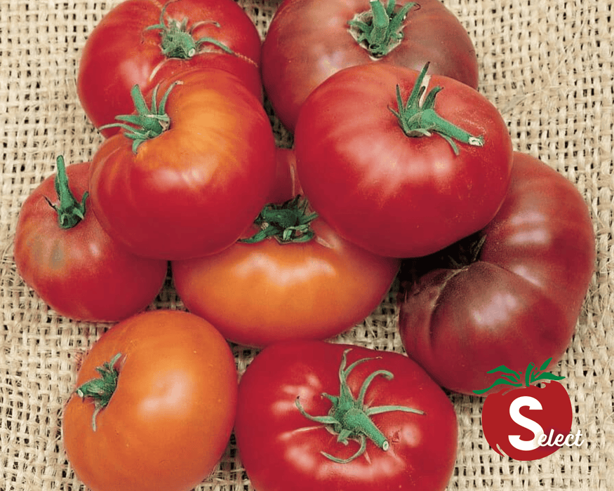 Red Brandywine Tomato Seeds