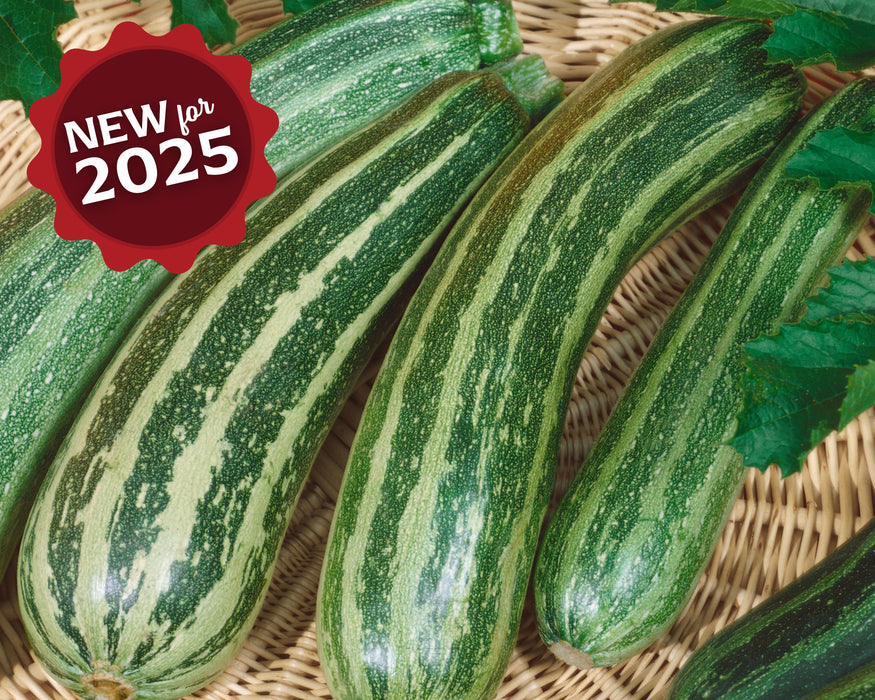 Bulk: Green Zebra Hybrid Zucchini Seeds