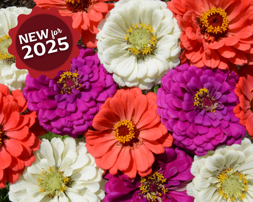 Under the Sea Mix Zinnia Seeds