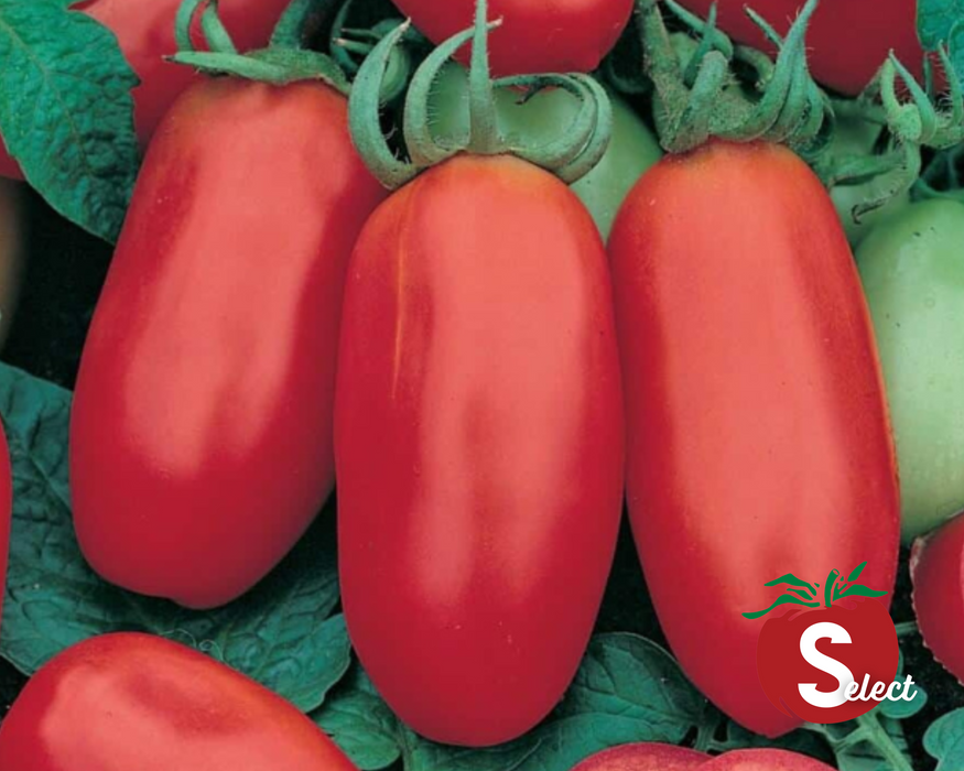 Bulk: San Marzano Tomato Seeds