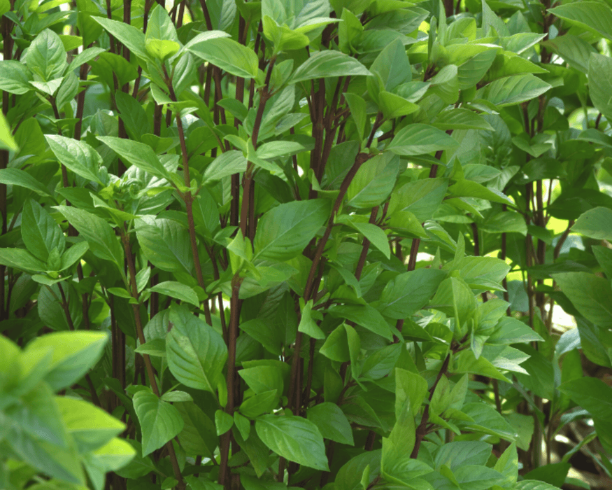 Bulk: Basil Seeds, Everleaf Emerald Towers