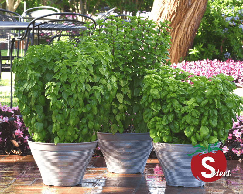 Bulk: Everleaf Emerald Towers Basil Seeds