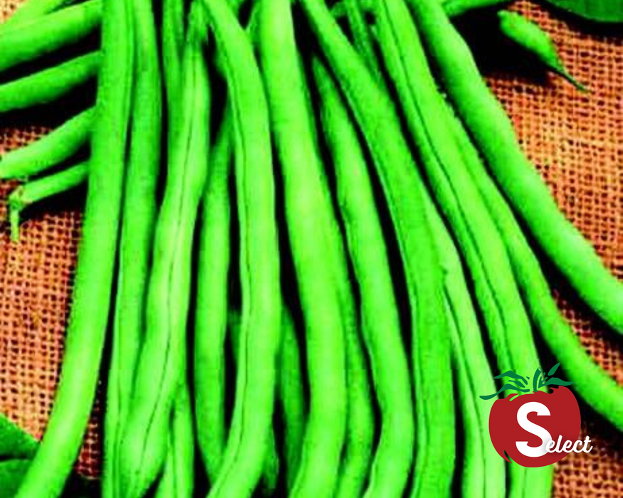 Bulk: Blue Lake 274 Bean Seeds