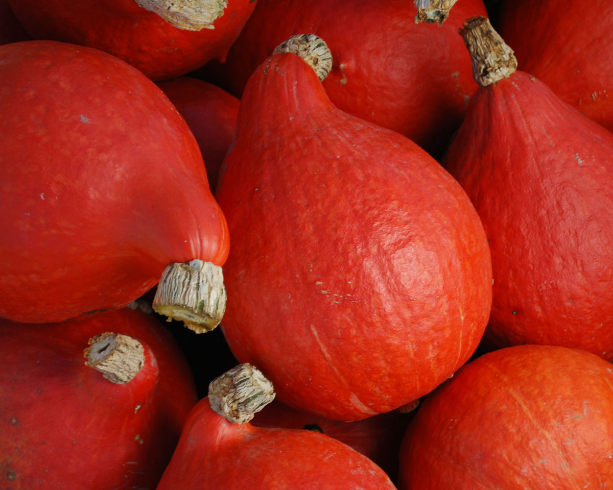 Red Kuri Hokkaido Winter Squash Seeds