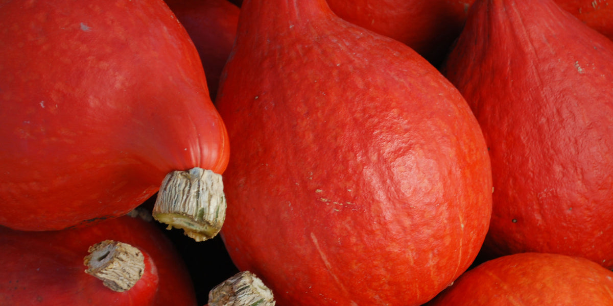 Red Kuri Hokkaido Winter Squash Seeds — Seeds 'n Such