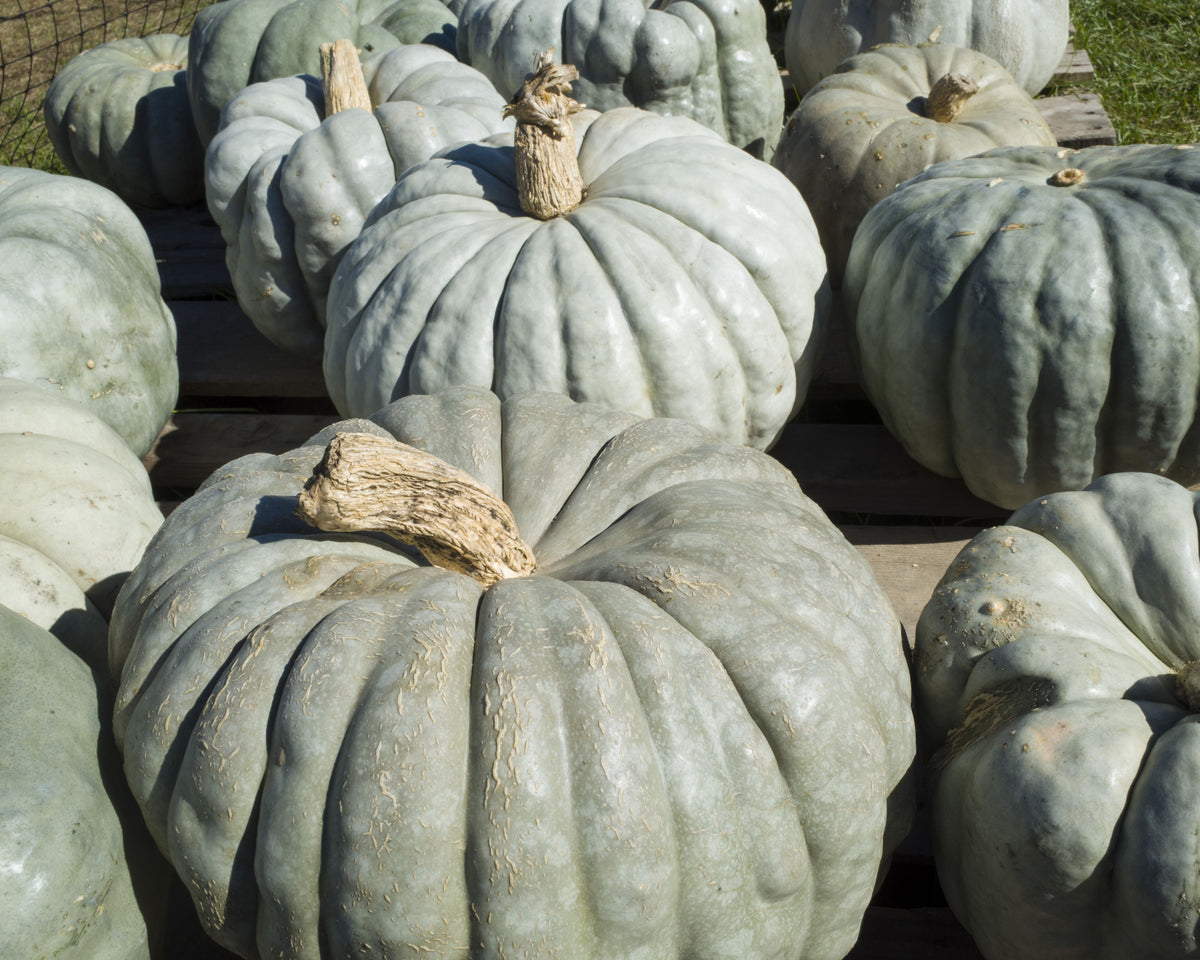 Jarrahdale Heirloom Pumpkin Seeds