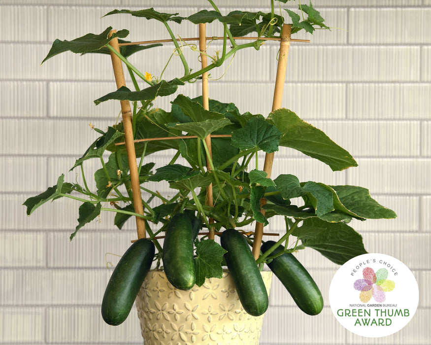 Bulk: Quick Snack Hybrid Cucumber Seeds