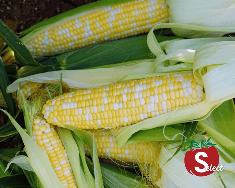 Bulk: Ambrosia Bicolor se+ Hybrid Sweet Corn Seeds