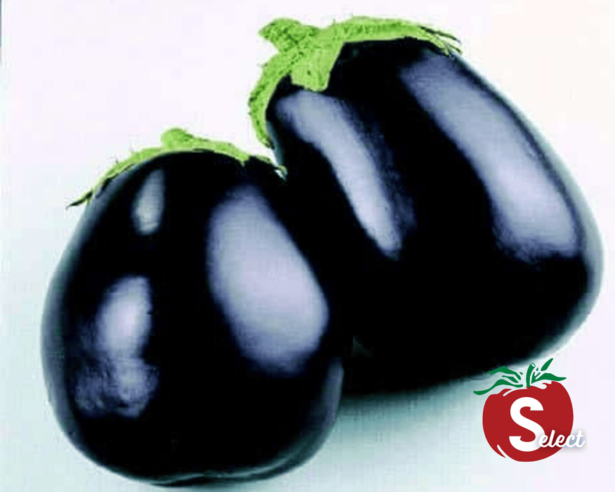 Black Beauty Eggplant Seeds