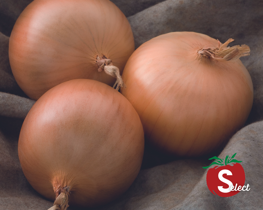 Bulk: Patterson Hybrid Onion Seeds