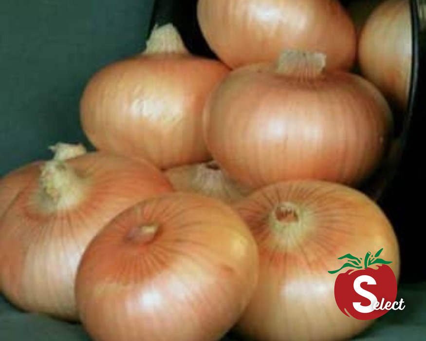 Bulk: Yellow Granex Hybrid Onion Seeds