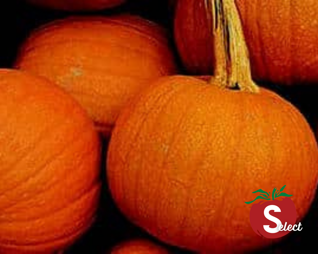sugar pumpkin seeds to plant Small Sugar Pumpkin Seeds — Seeds 'n Such