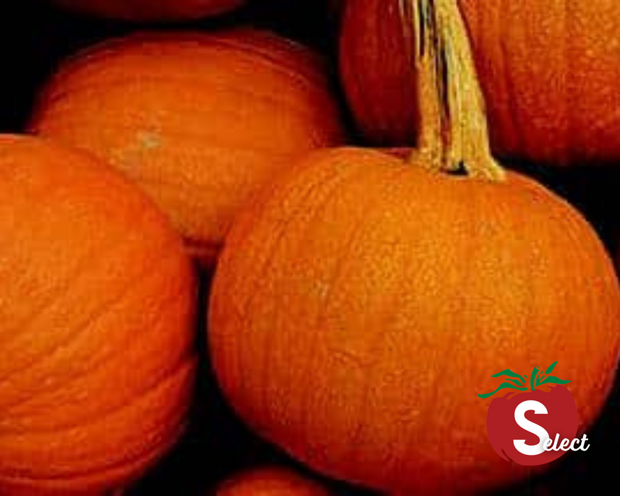 Bulk: Small Sugar Pumpkin Seeds