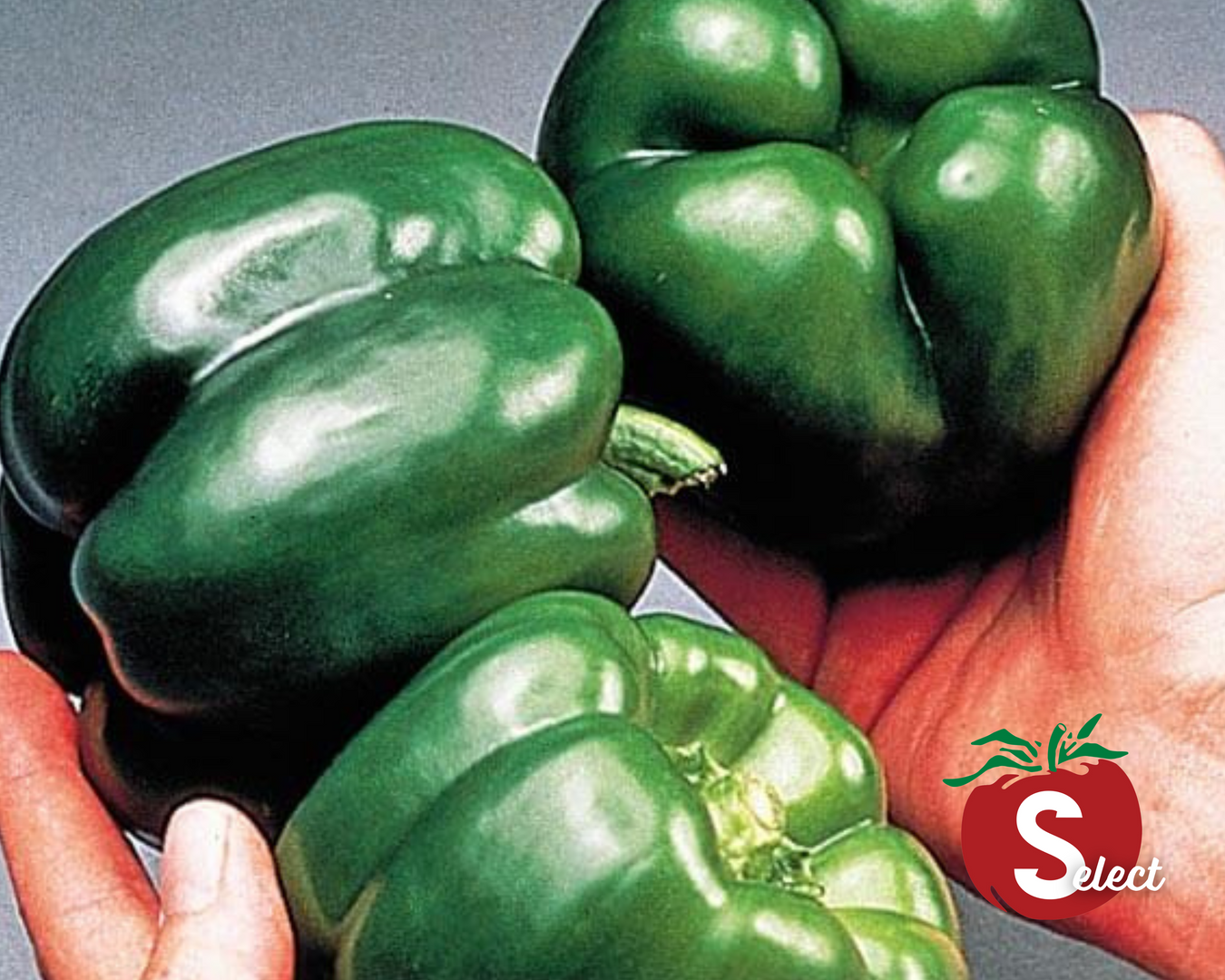 Heirloom Peppers