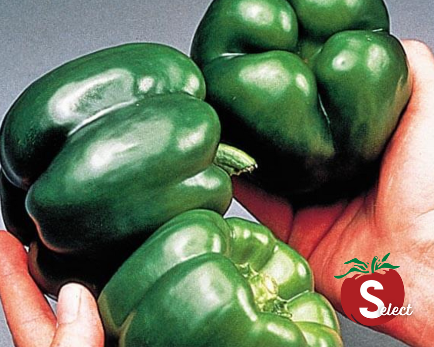 California Wonder Bell Pepper Seeds