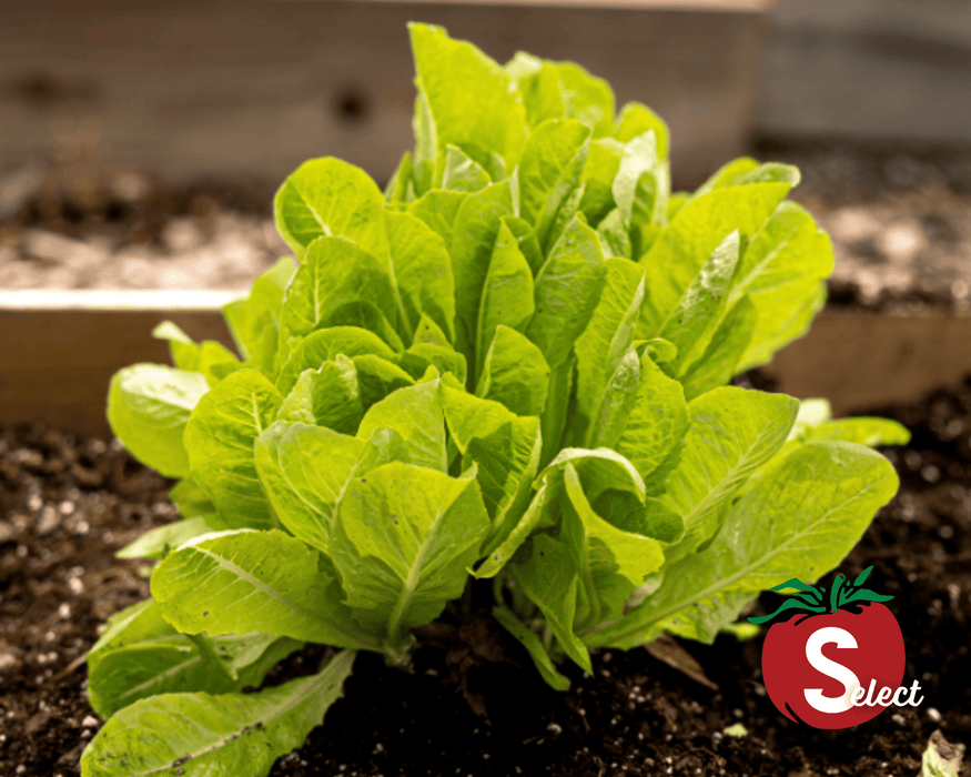 Little Gem Lettuce Seeds