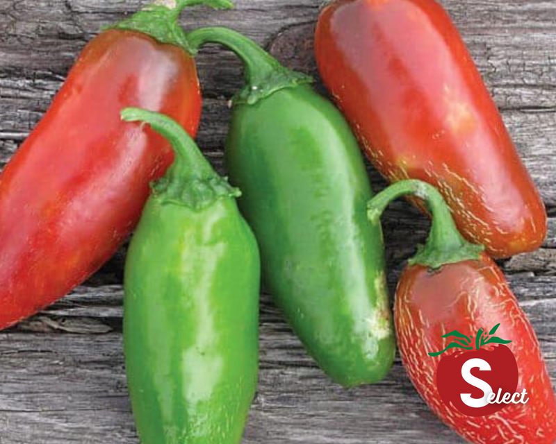 hot pepper plant seeds Early Jalapeño Hot Pepper Seeds