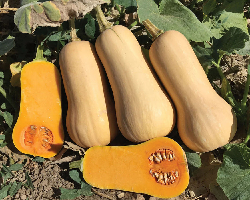 Early Nutter Hybrid Squash Seeds