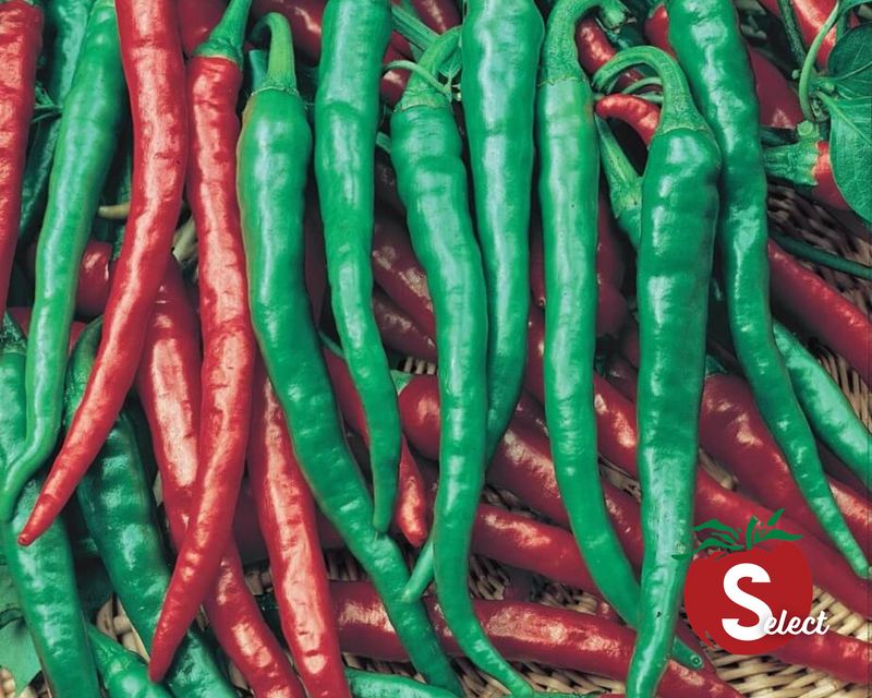 Cayenne Long Red Slim Hot Pepper Seeds