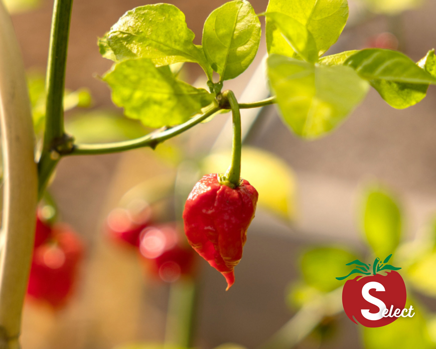 Bulk: Carolina Reaper Super-Hot Pepper Seeds