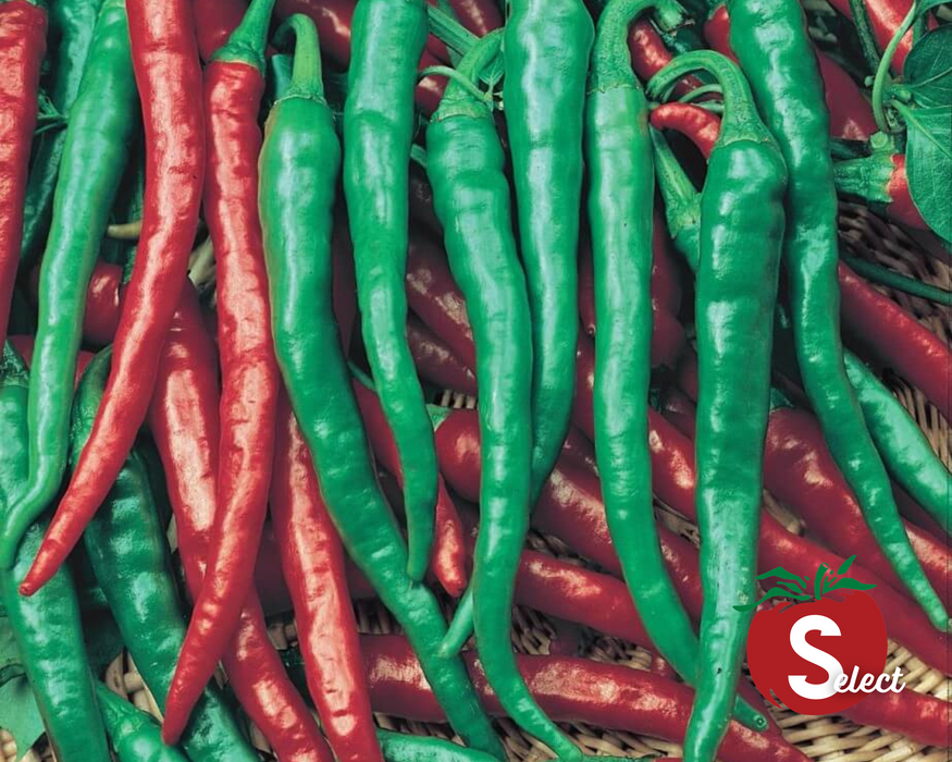 Bulk: Cayenne Long Red Slim Hot Pepper Seeds