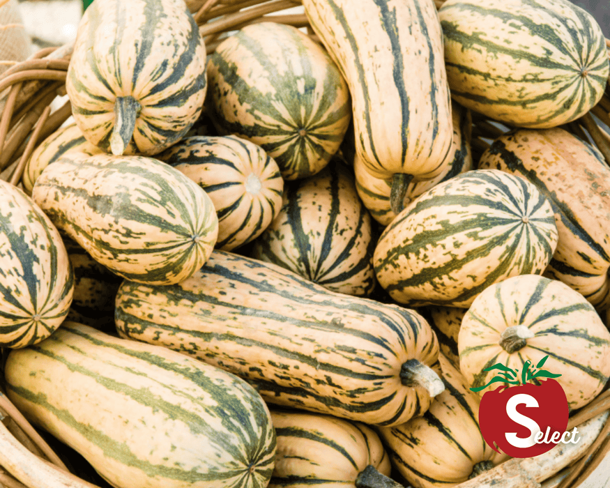 Bulk: Honey Boat Delicata Squash Seeds