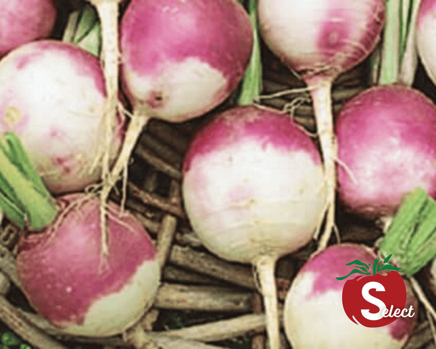 Purple Top White Globe Turnip Seeds