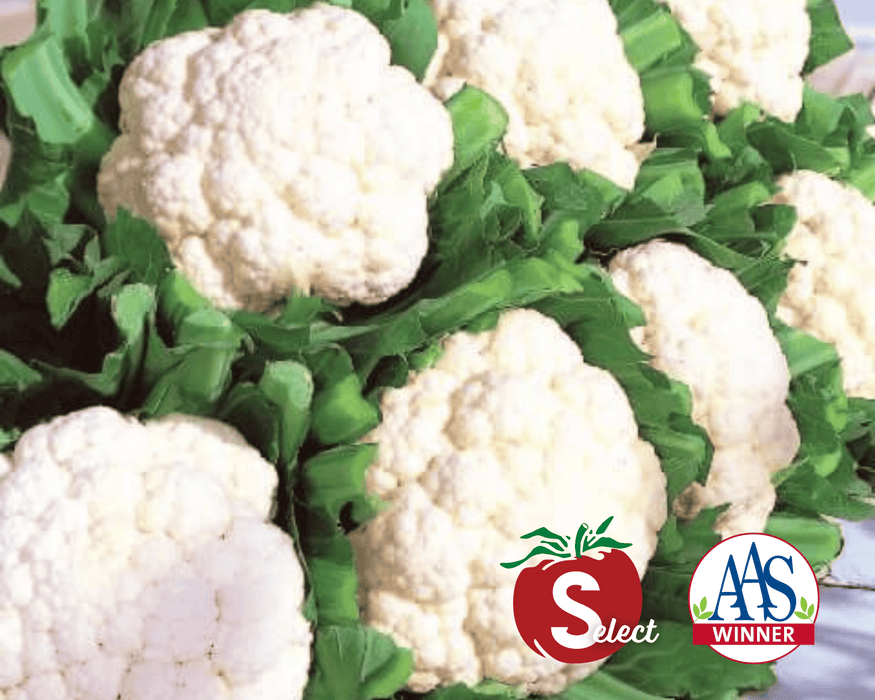 Bulk: Snow Crown Hybrid Cauliflower Seeds