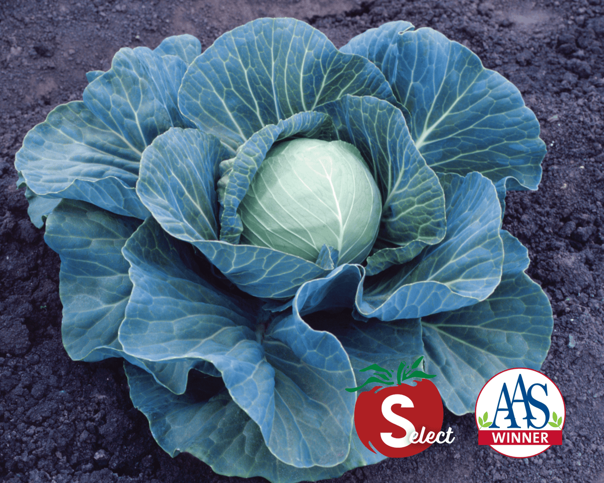 Stonehead Hybrid Cabbage Seeds