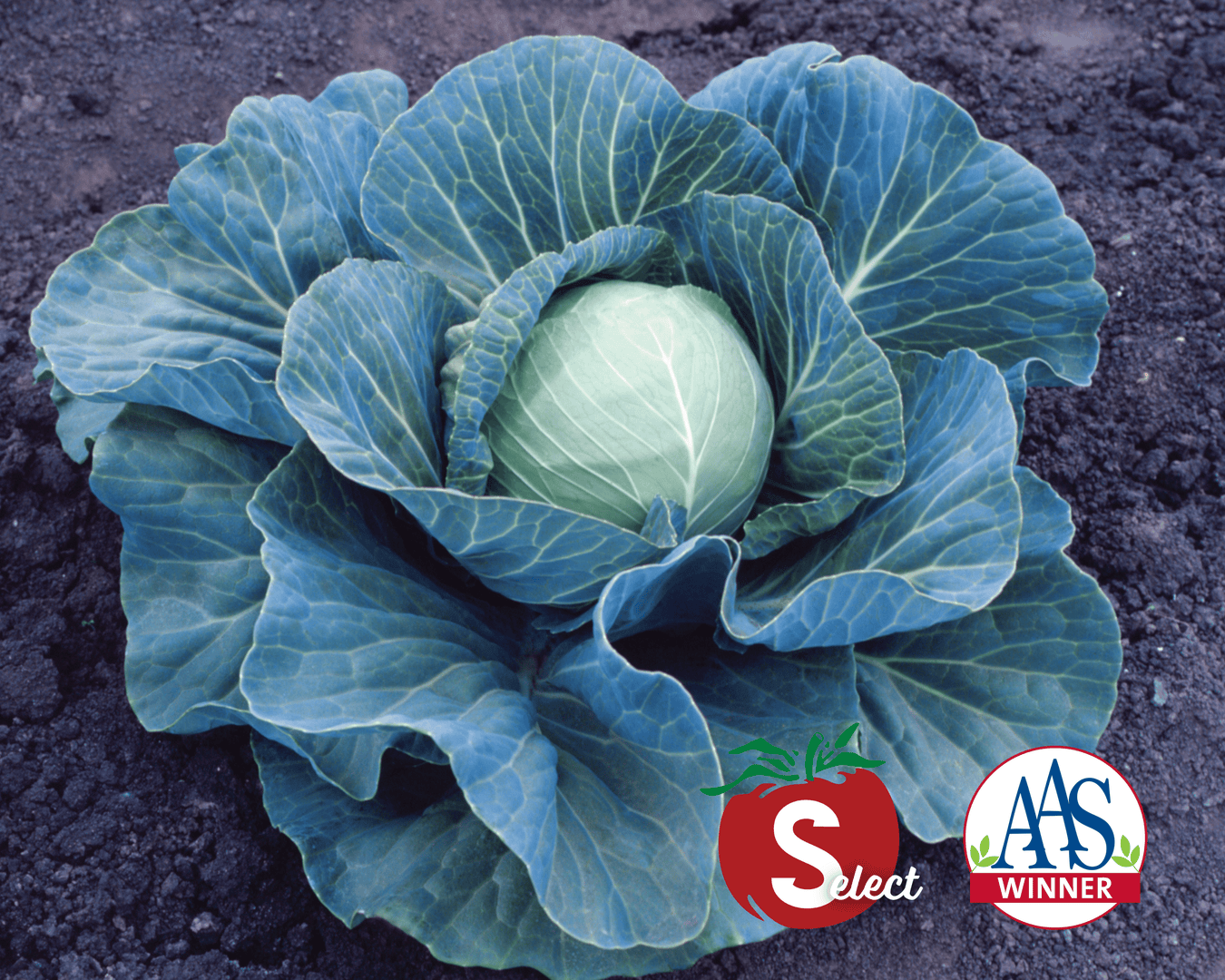 Cabbage