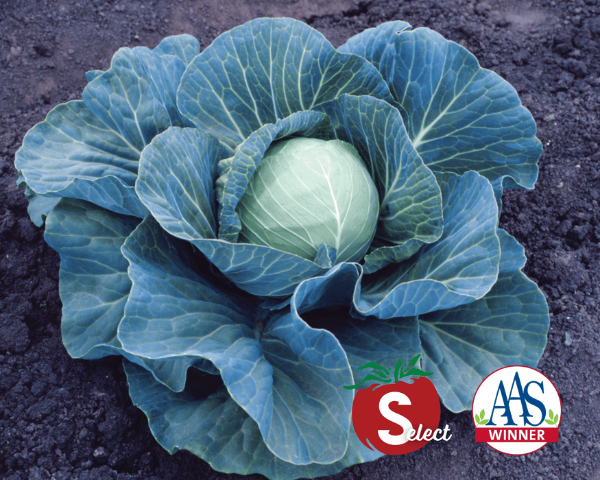 Bulk: Stonehead Hybrid Cabbage Seeds