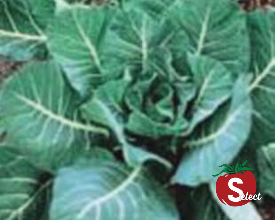 Bulk: Georgia Southern Collard Seeds