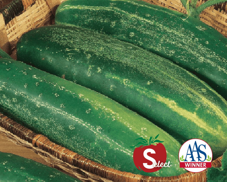 Bulk: Straight Eight Cucumber Seeds