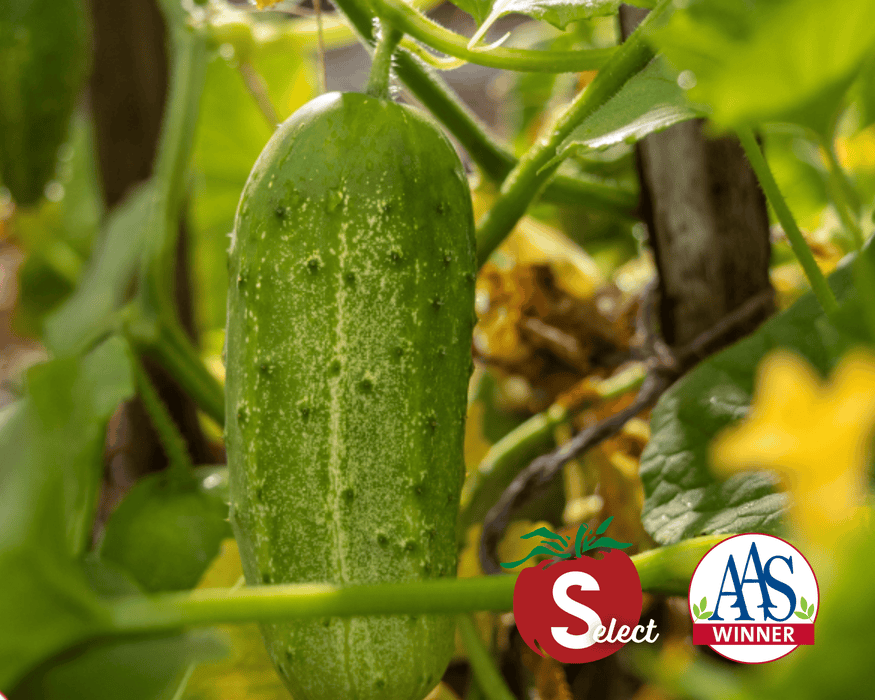 Bulk: Pick-A-Bushel Hybrid Cucumber Seeds