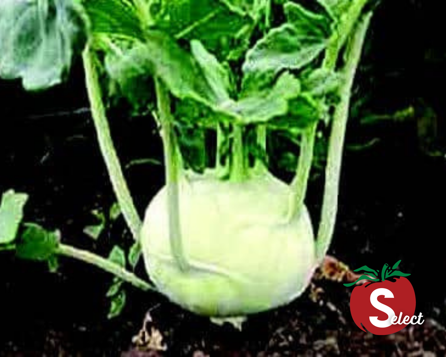 Early White Vienna Kohlrabi Seeds