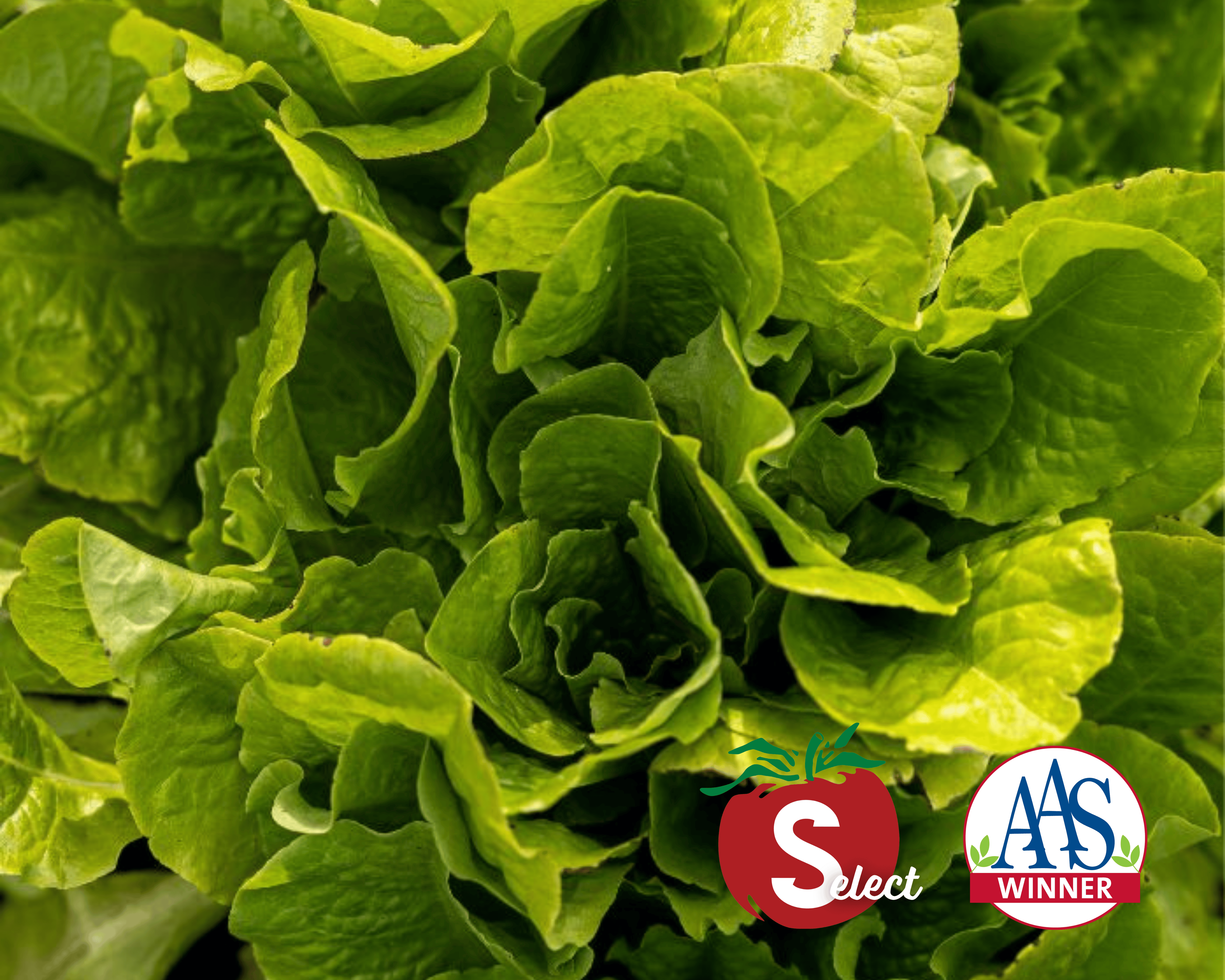 1000+ Buttercrunch Heirloom Lettuce Seeds – Ohio Heirloom Seeds, 90% Germination