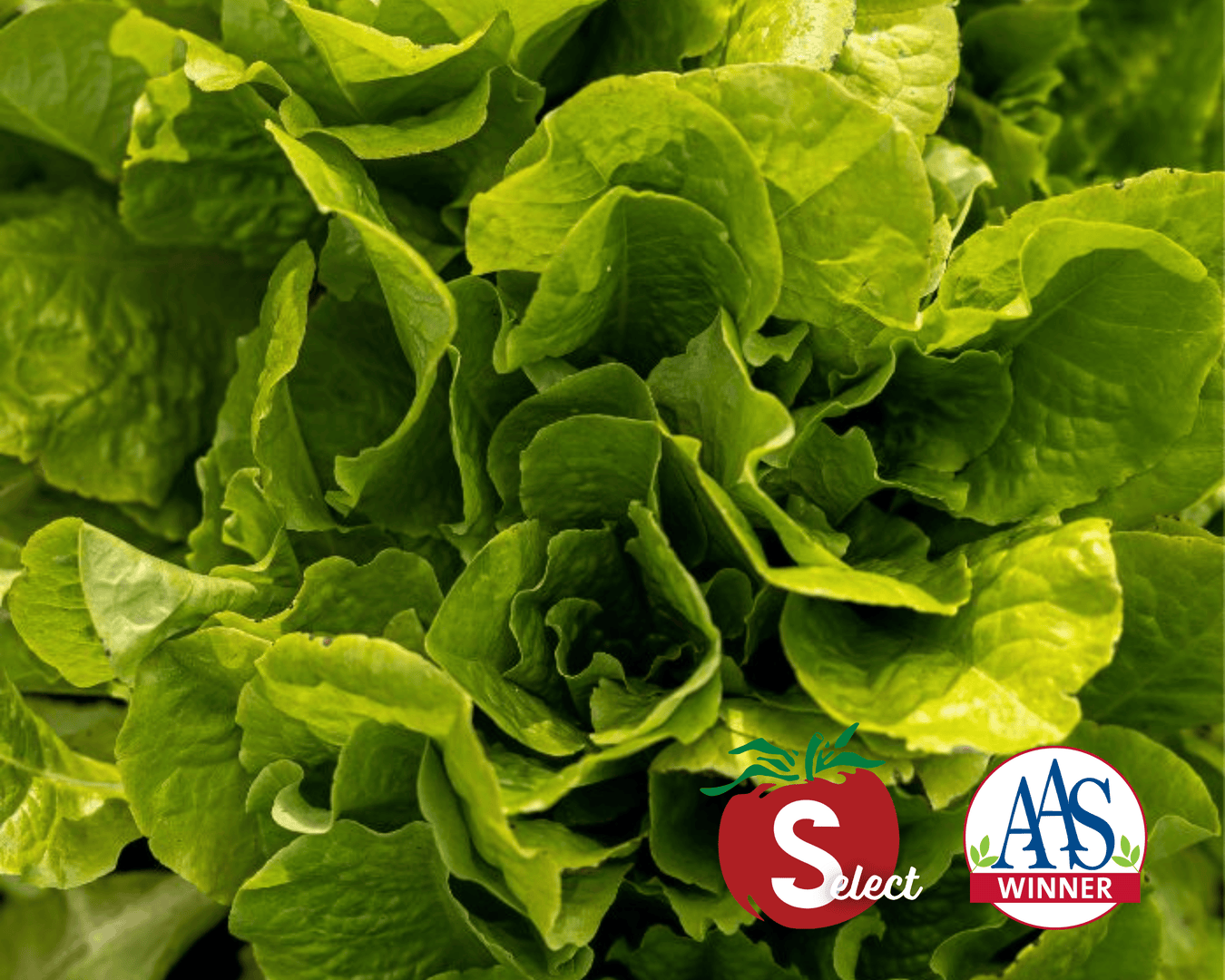 Leafy Greens