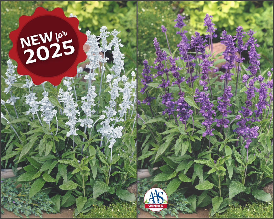 Evolution Mix Salvia Seeds