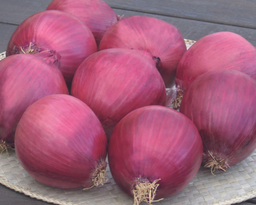 Red Wing Hybrid Onion Seeds