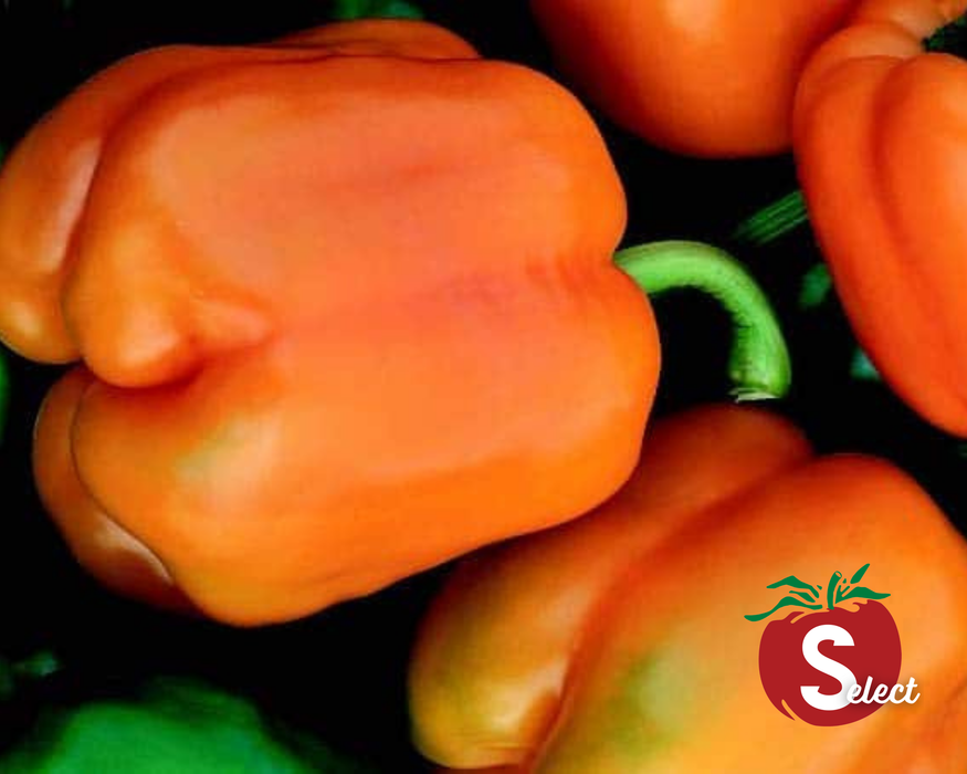 Bulk: Goliath Sweet Orange Hybrid Pepper Seeds