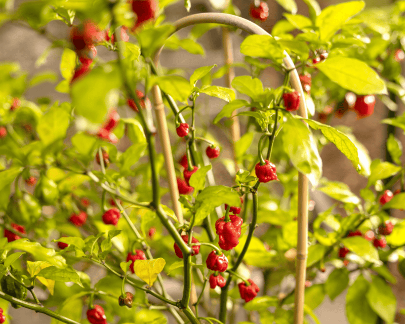 carolina reaper seeds for planting Carolina Reaper Super-Hot Pepper Seeds — Seeds 'n Such